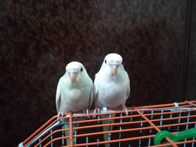 hand tame 2 budgie females for sell