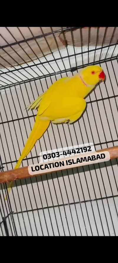 yellow ringneck breeder jumbo male