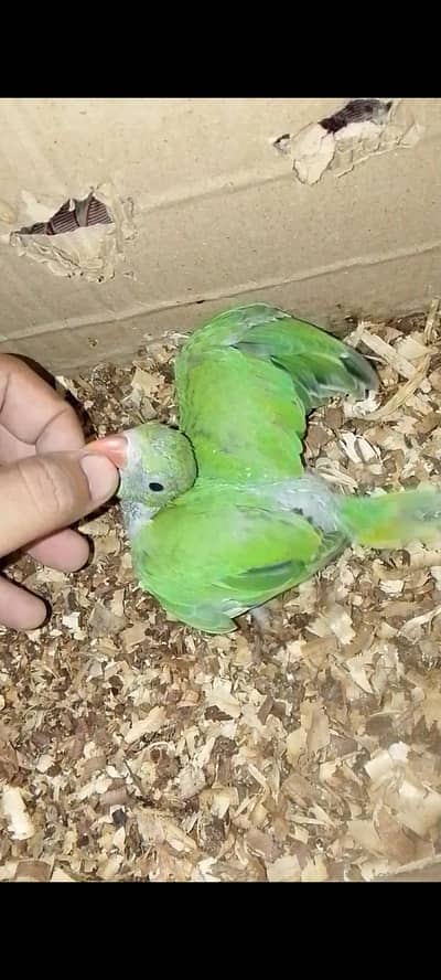 green ringneck chick