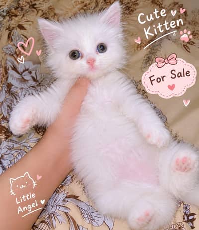 Beautiful Kittens for Sale in Lahore | White & Odd Eyes