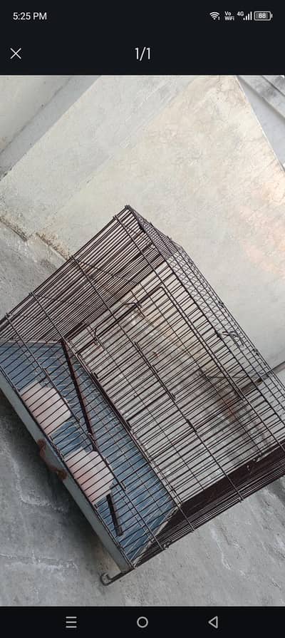 parrots cage