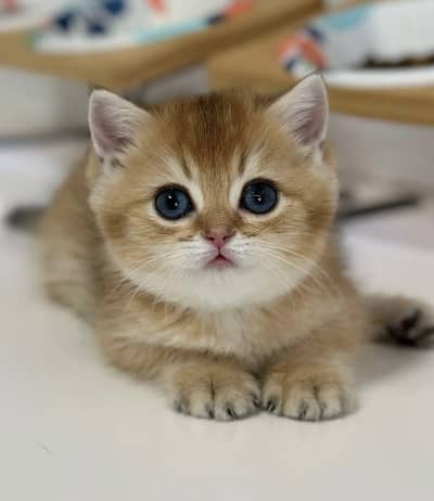 BRITISH SHORTHAIR | TOP QUALITY KITTENS | HEALTHY & ACTIVE