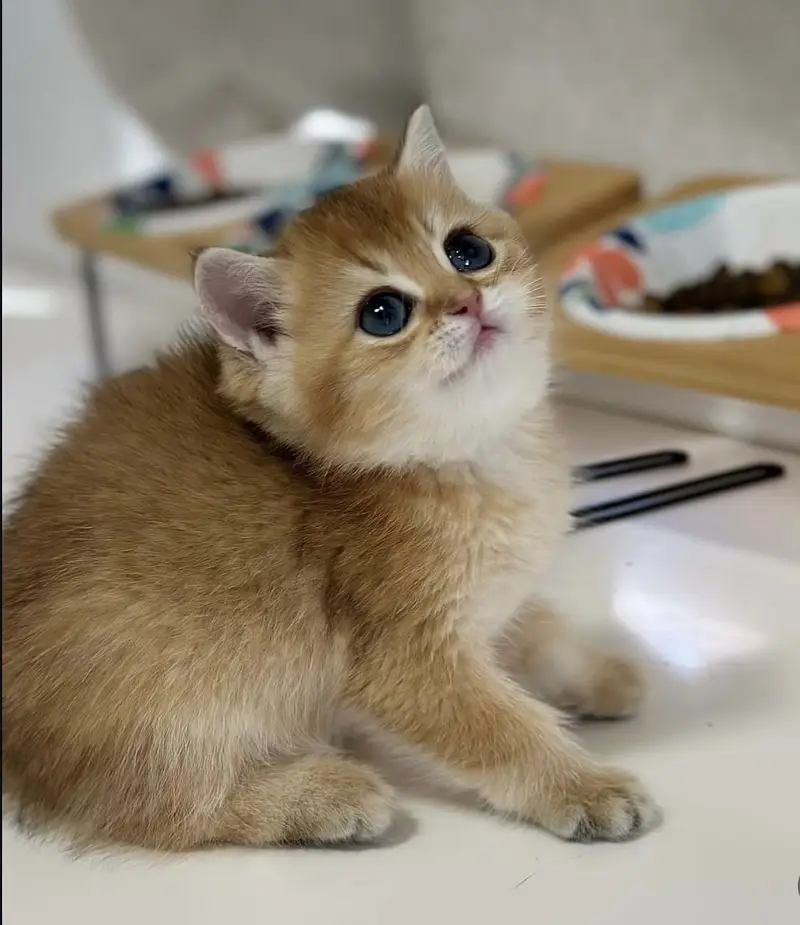 BRITISH SHORTHAIR | TOP QUALITY KITTENS | HEALTHY & ACTIVE — photo 2