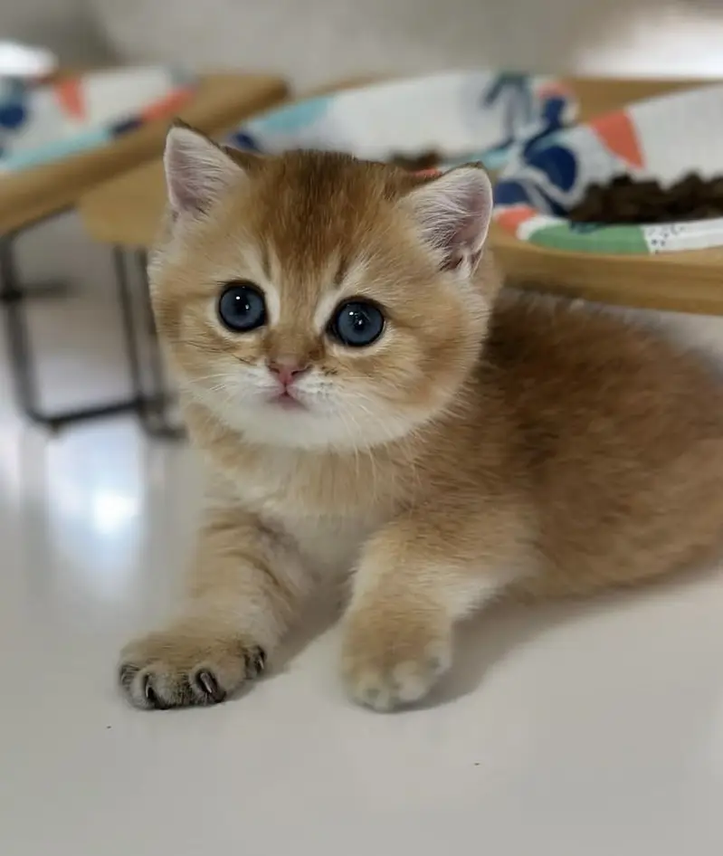 BRITISH SHORTHAIR | TOP QUALITY KITTENS | HEALTHY & ACTIVE — photo 3