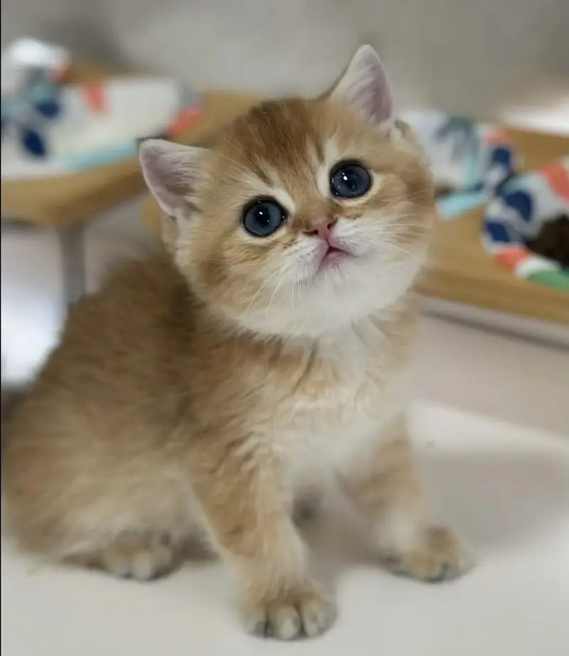 BRITISH SHORTHAIR | TOP QUALITY KITTENS | HEALTHY & ACTIVE — photo 4