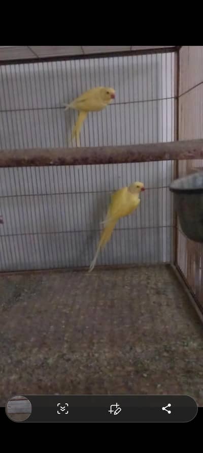 yellow pair