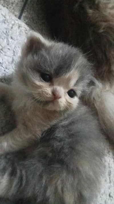 Persian kittens punch face