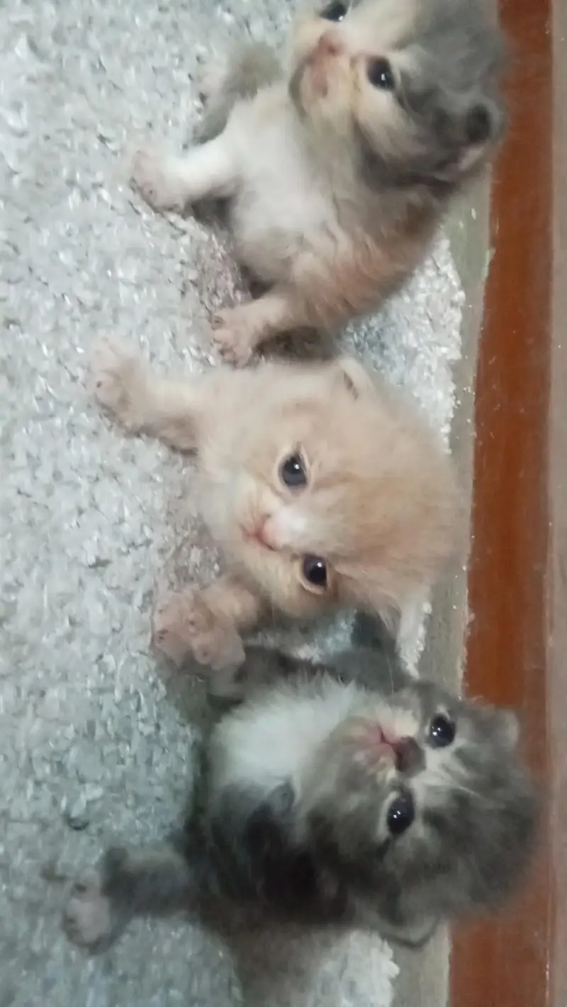 Persian kittens punch face — photo 2
