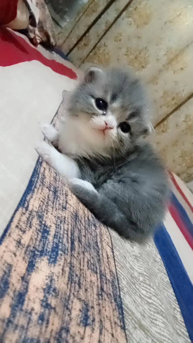 Persian kittens punch face — photo 3