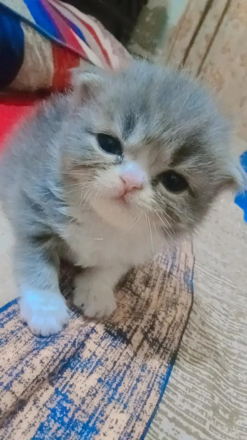 Persian kittens punch face — photo 4