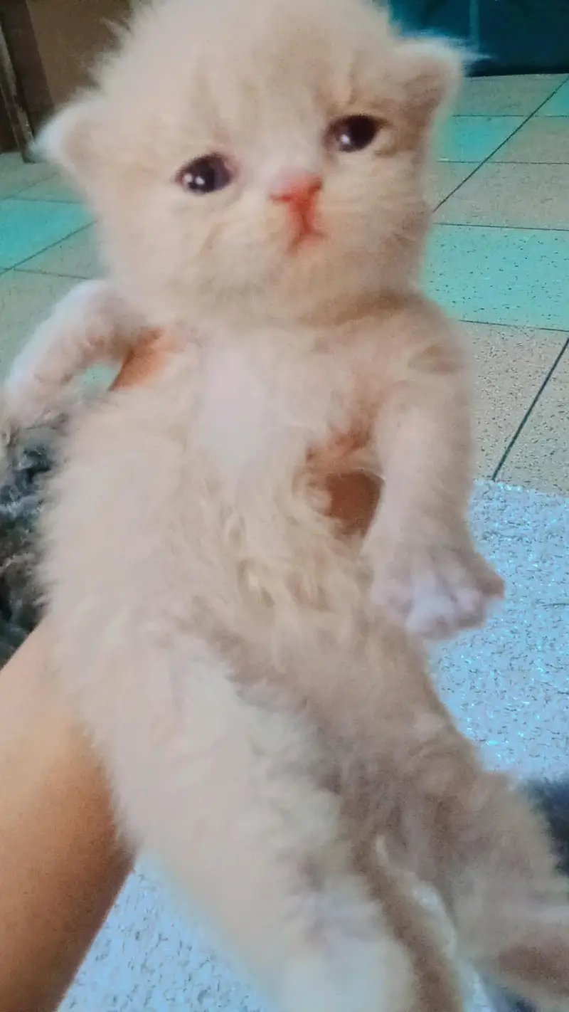 Persian kittens punch face — photo 5