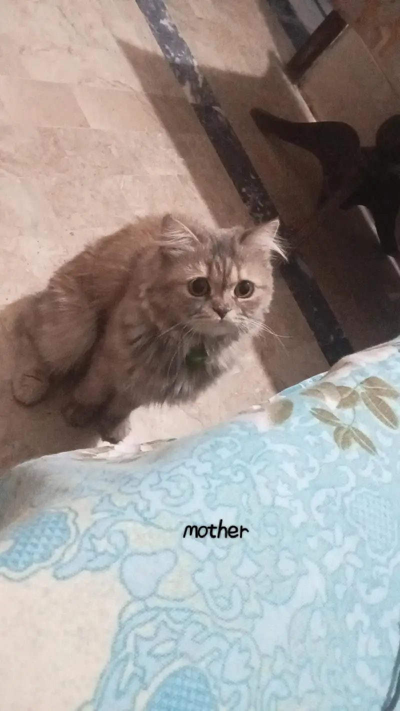 Persian kittens punch face — photo 6