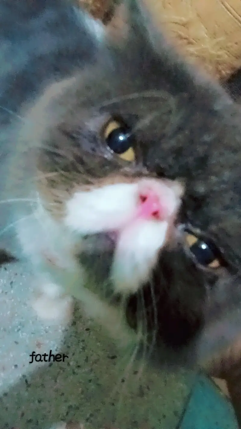 Persian kittens punch face — photo 7