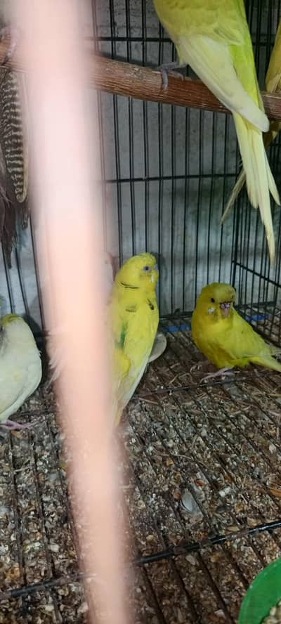 budgie pair for sale