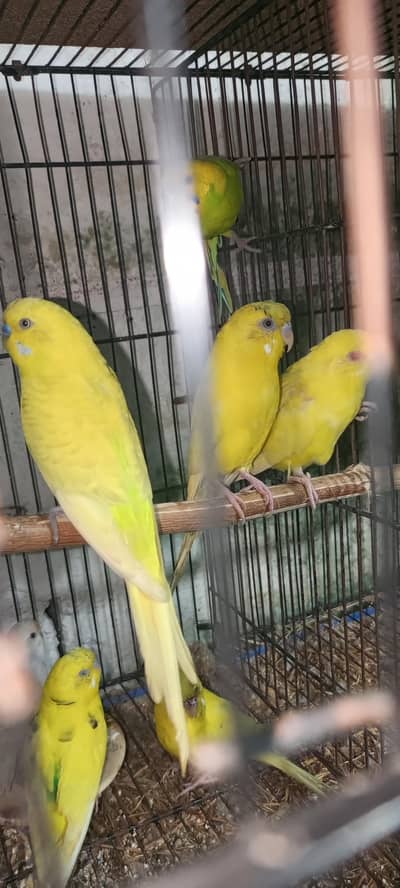 budgie pair for sale
