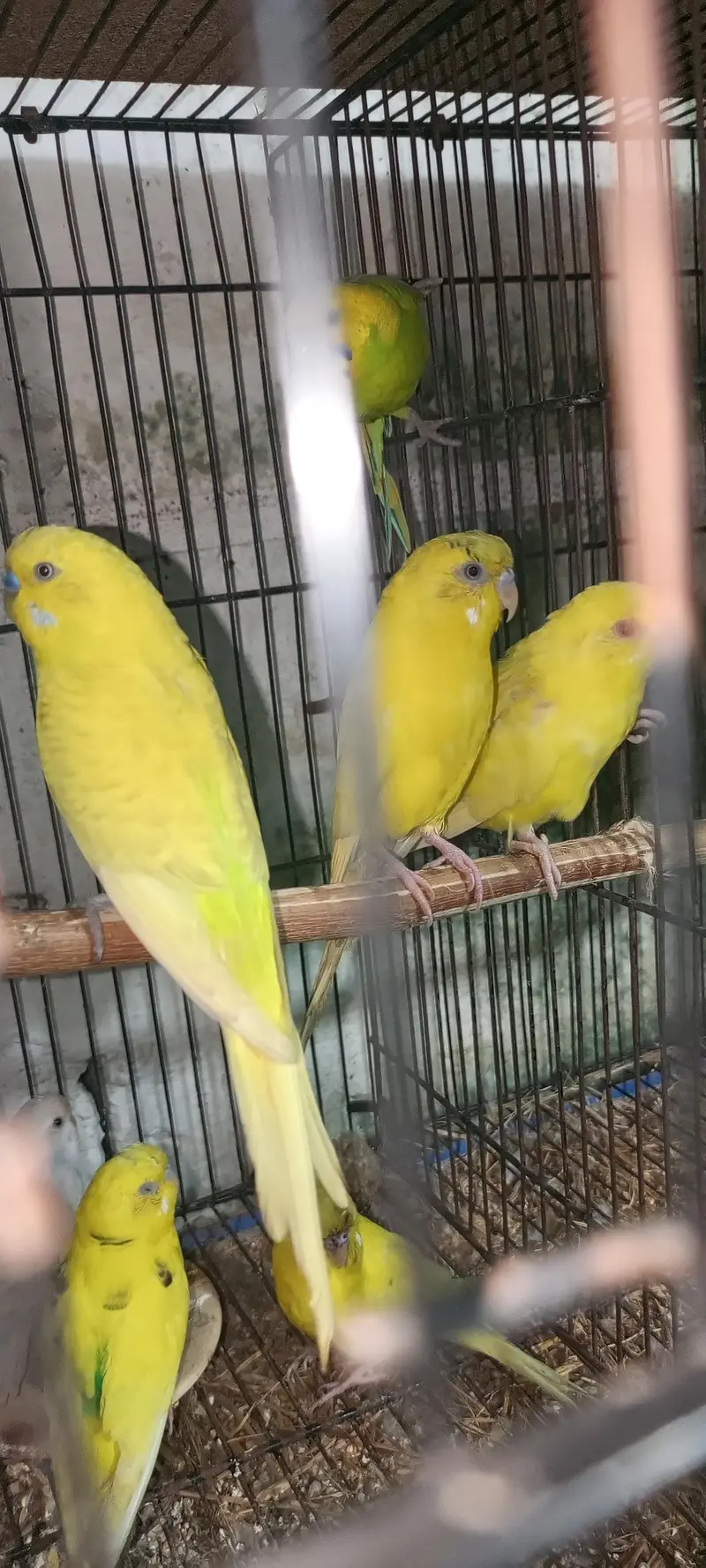 budgie pair for sale — photo 2