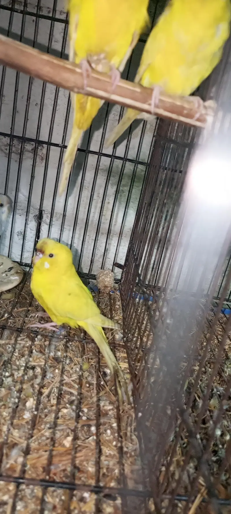 budgie pair for sale — photo 3