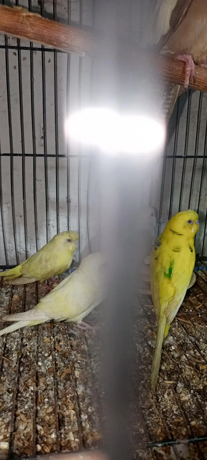 budgie pair for sale — photo 4
