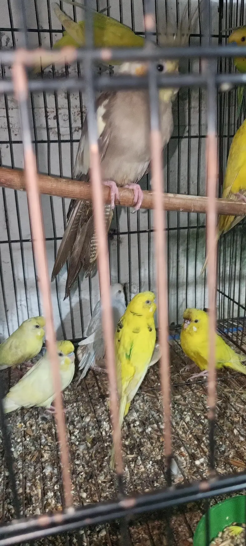 budgie pair for sale — photo 5