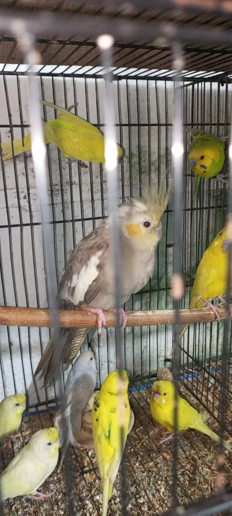 budgie pair for sale — photo 6