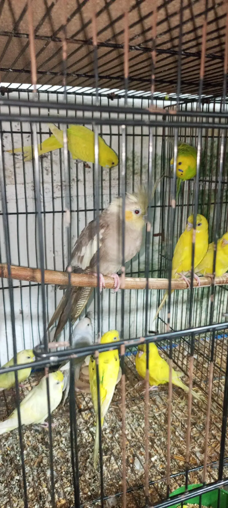 budgie pair for sale — photo 7