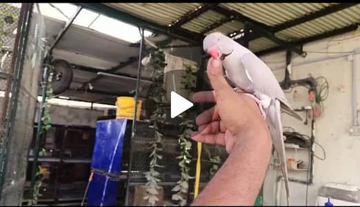 Silver ringneck handtame male