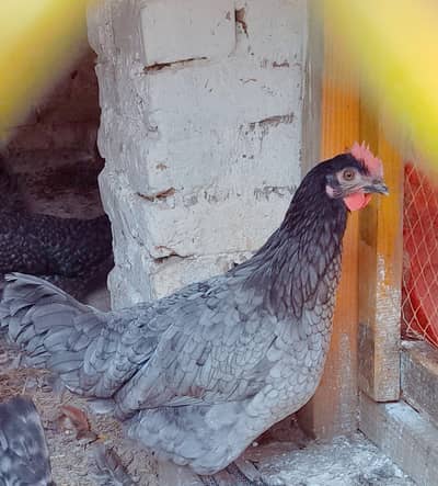 20Australorp-Plymouth  Anda Dne Wali Murgia For Sale - Healthy  Active