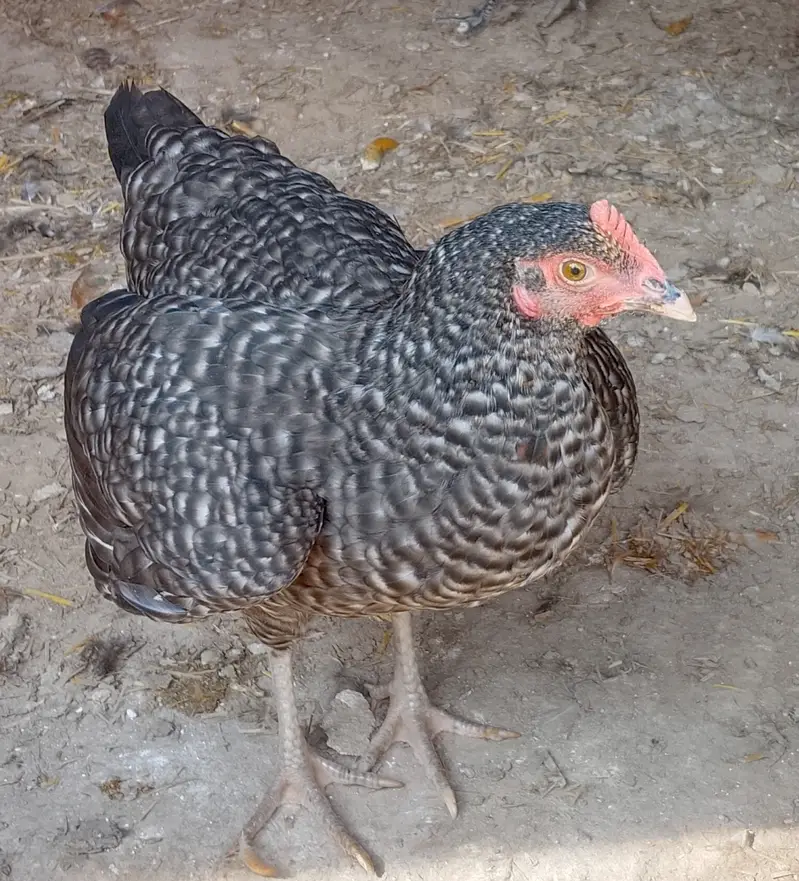 20Australorp-Plymouth  Anda Dne Wali Murgia For Sale - Healthy  Active — photo 2
