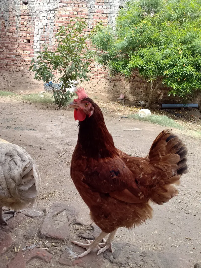 20Australorp-Plymouth  Anda Dne Wali Murgia For Sale - Healthy  Active — photo 3