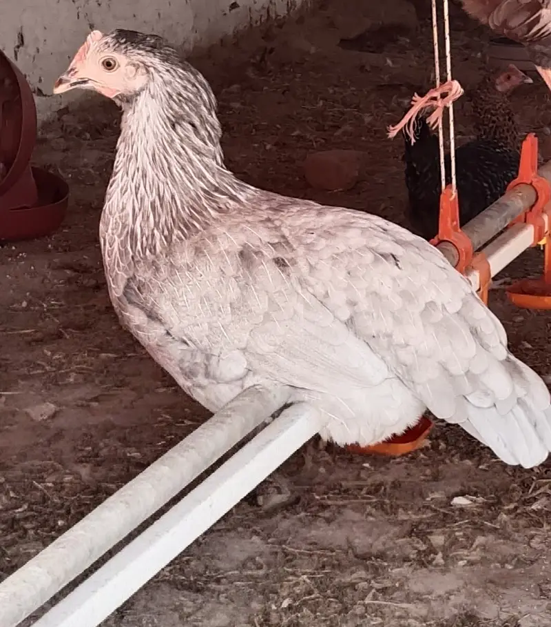 20Australorp-Plymouth  Anda Dne Wali Murgia For Sale - Healthy  Active — photo 4