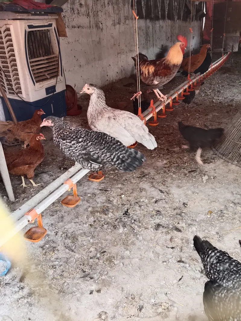20Australorp-Plymouth  Anda Dne Wali Murgia For Sale - Healthy  Active — photo 5