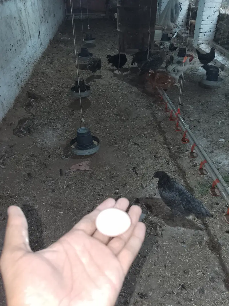 20Australorp-Plymouth  Anda Dne Wali Murgia For Sale - Healthy  Active — photo 6