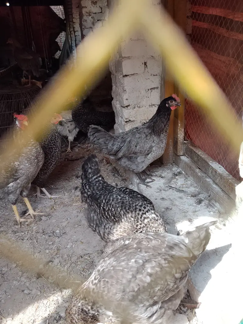 20Australorp-Plymouth  Anda Dne Wali Murgia For Sale - Healthy  Active — photo 7
