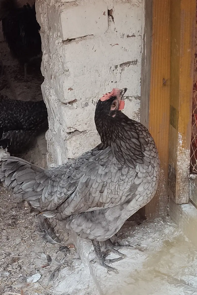 20Australorp-Plymouth  Anda Dne Wali Murgia For Sale - Healthy  Active — photo 8