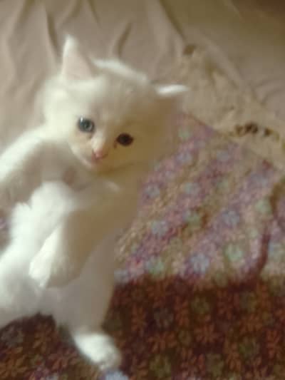 Lahore cat for sale