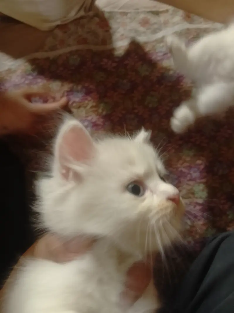 Lahore cat for sale — photo 2