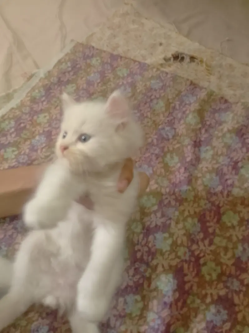 Lahore cat for sale — photo 3