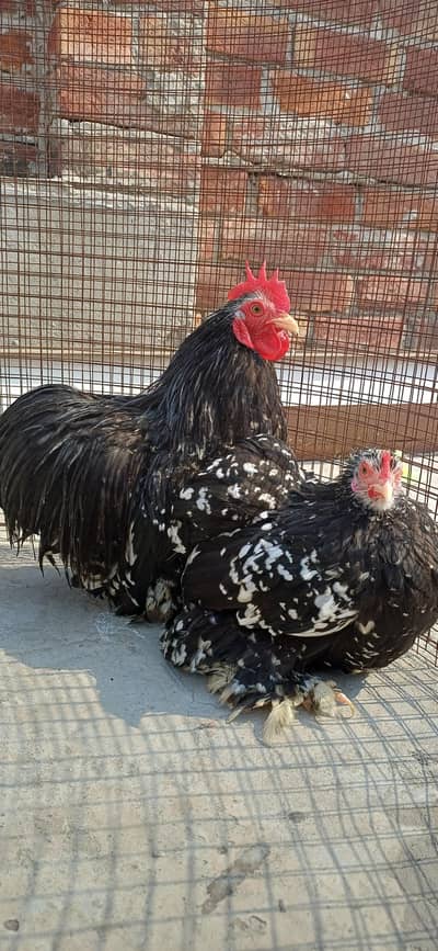 Black Molted Cochin Bantam Zero Size Pair | Motled | Bantam |