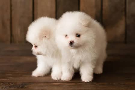 top quality female puppy