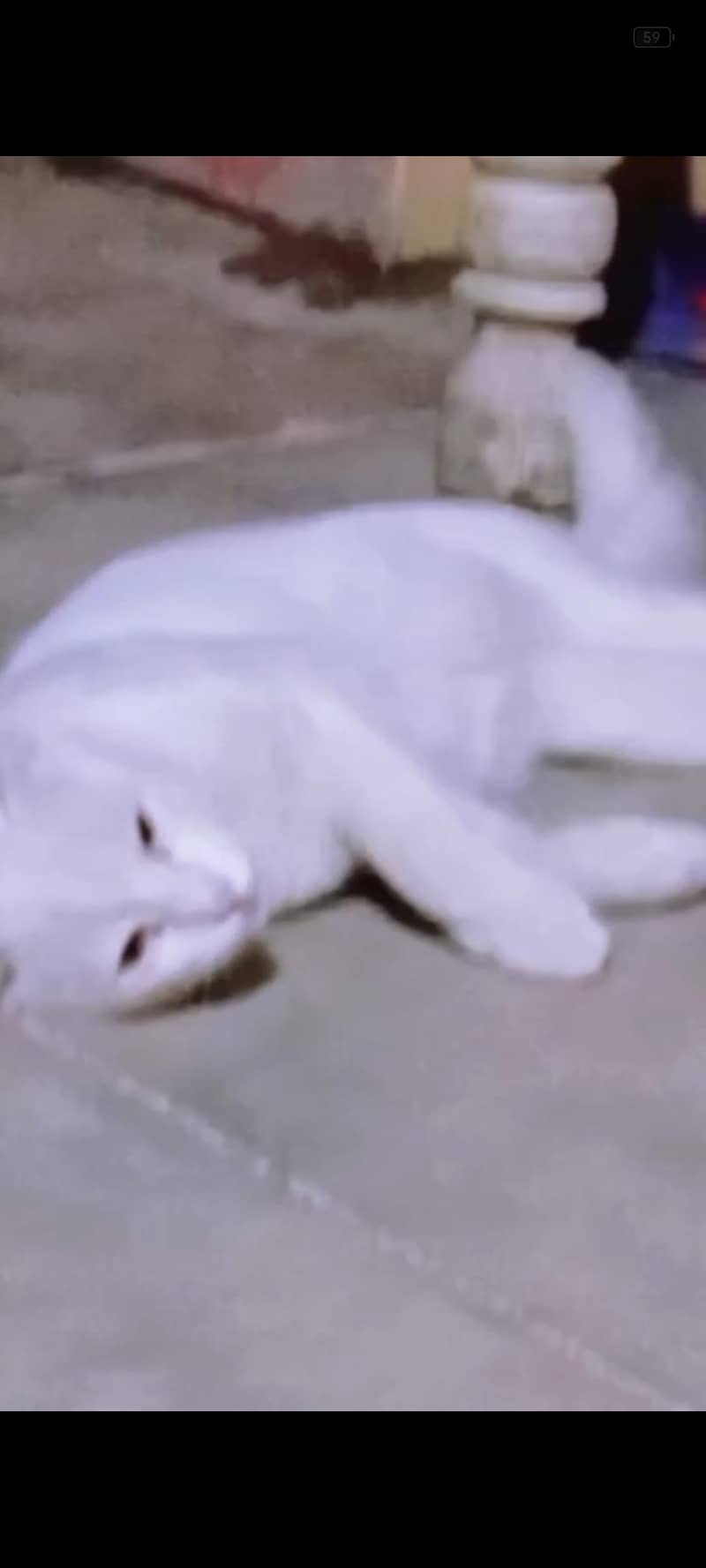 Himalayan cate 0