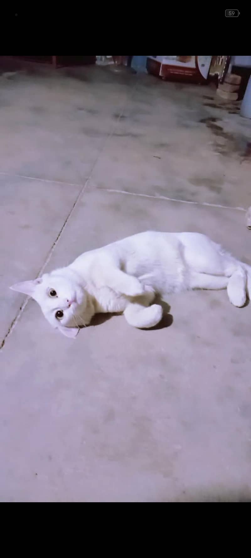 Himalayan cate 2