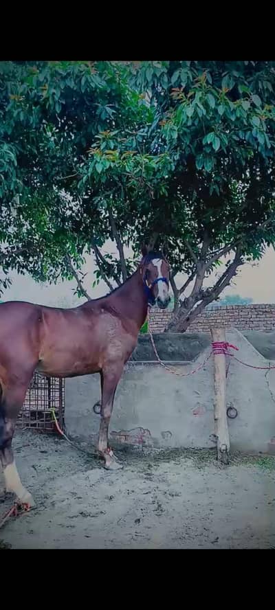 Desi Horse