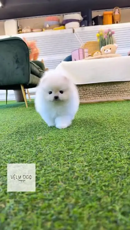 top quality female puppy — photo 2