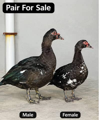 DUCK FOR SALE