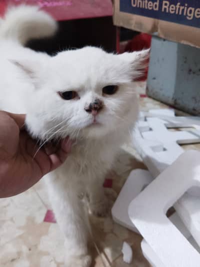 Persian male triple coated