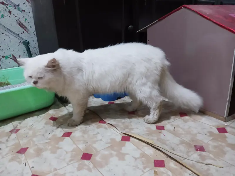 Persian male triple coated — photo 2