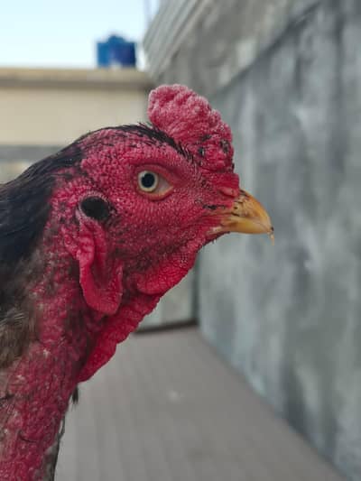 top quality aseel breeder
