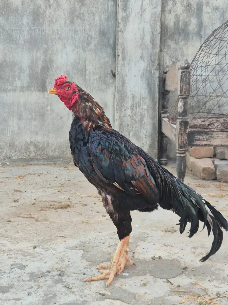 top quality aseel breeder — photo 2