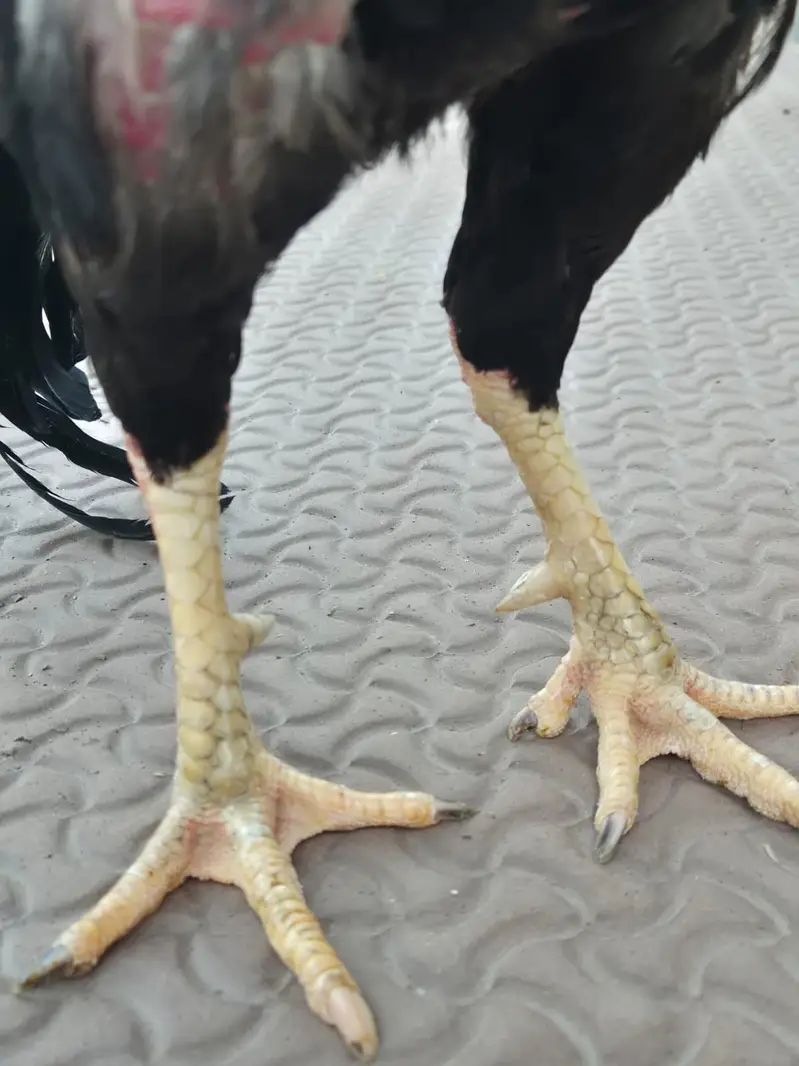 top quality aseel breeder — photo 3