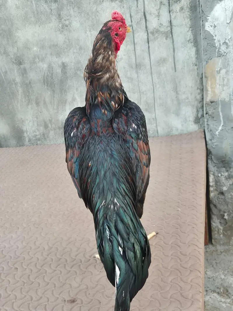 top quality aseel breeder — photo 4